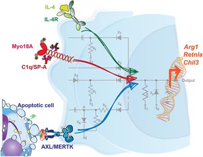 Chronicles of Cell Death Foretold: Specificities in the Mechanism of Disposal